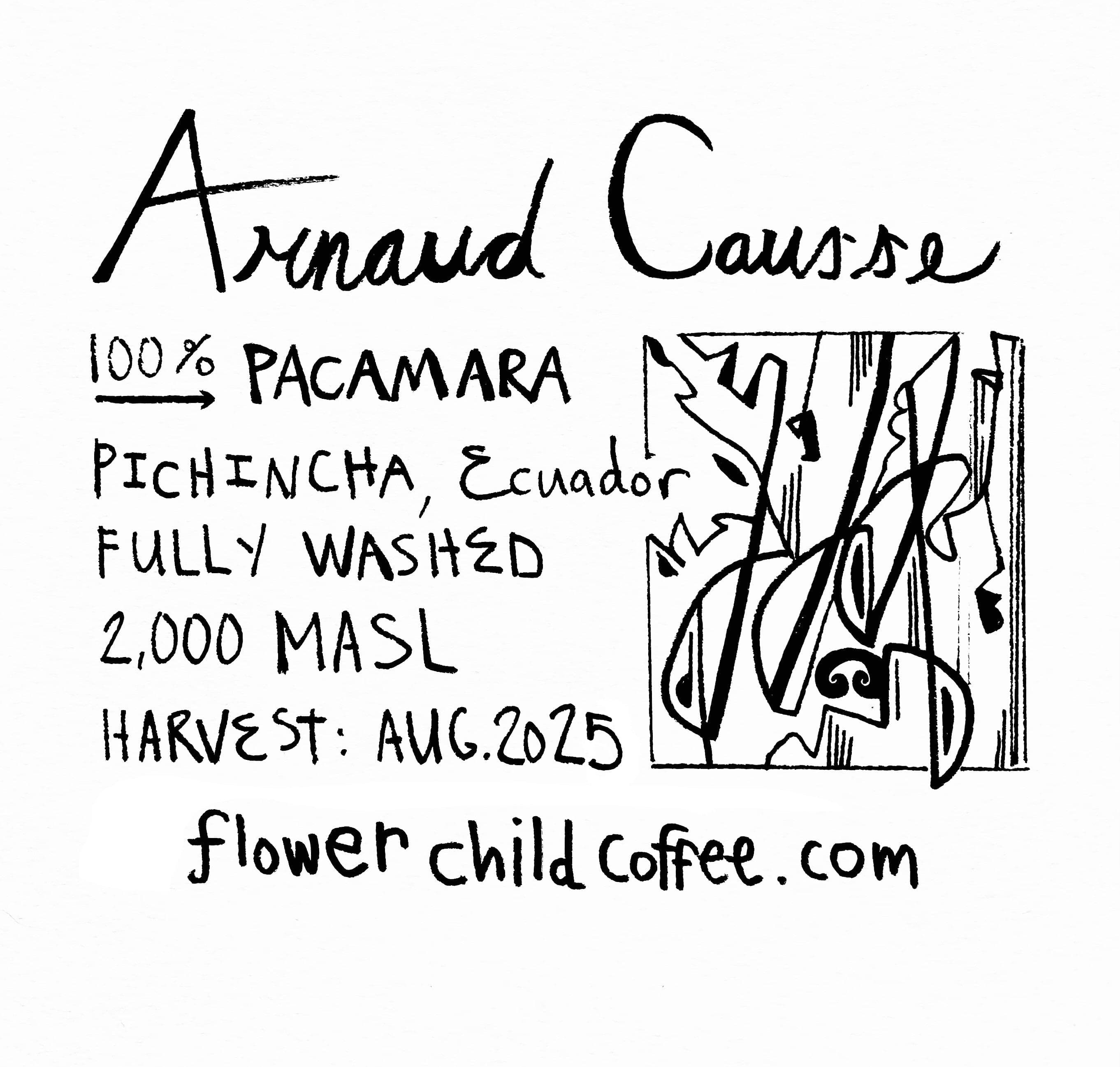 Arnaud Causse - Pacamara