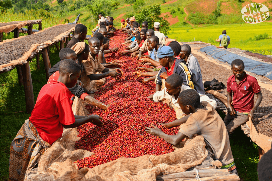 Burundi Hafi Natural