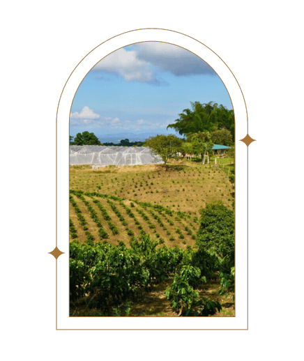 Day 4 | Colombia Edwin Noreña Red Fruits Red Bourbon