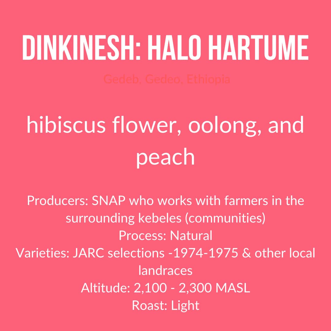 Dinkinesh: Halo Hartume, Ethiopia