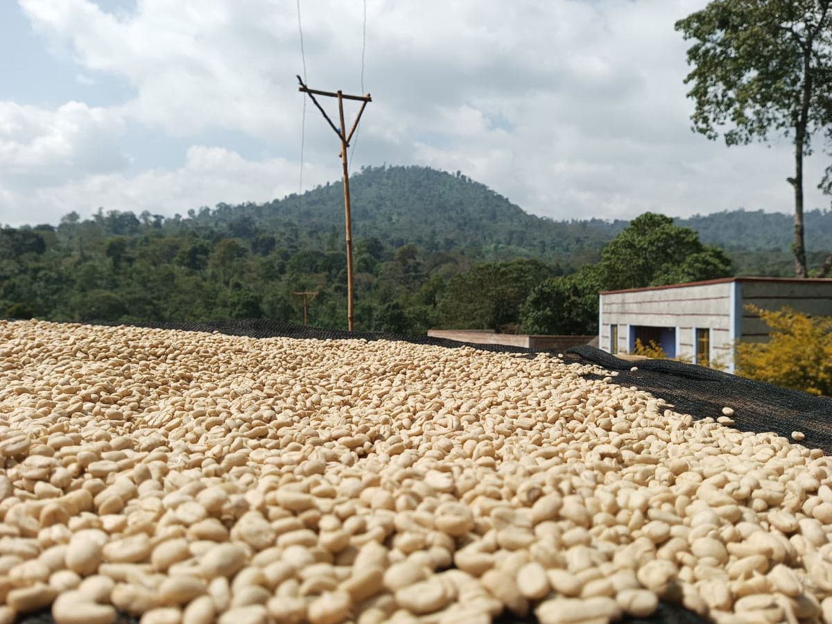 Dinkinesh: Rako, Ethiopia