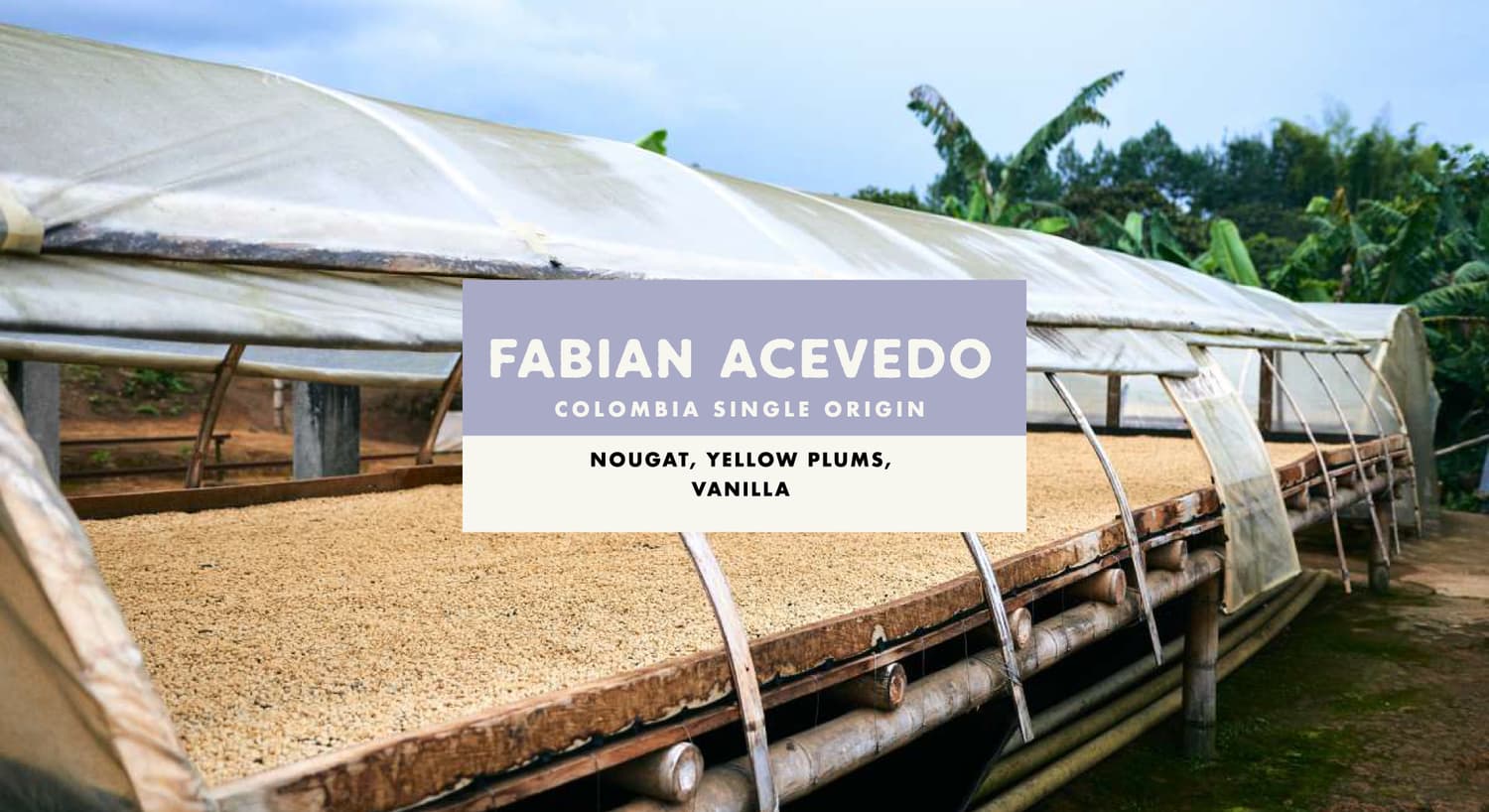 Fabian Acevedo Primavera Specialty Washed Single Origin Colombian Coffee