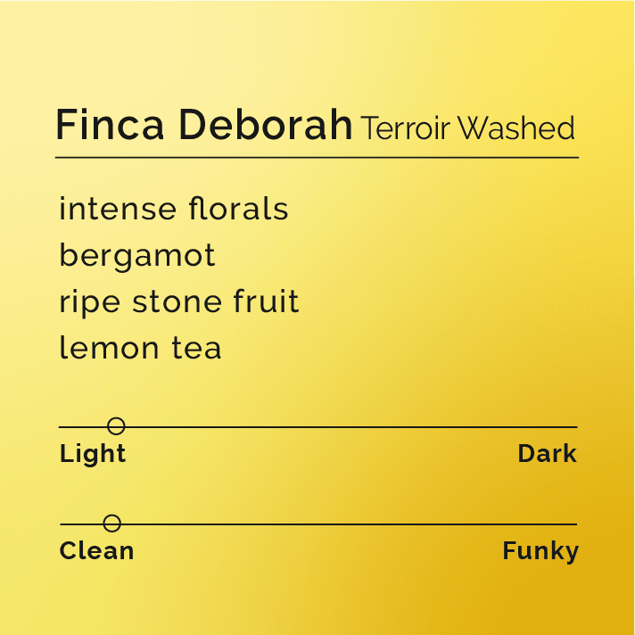 Finca Deborah Terroir Gesha