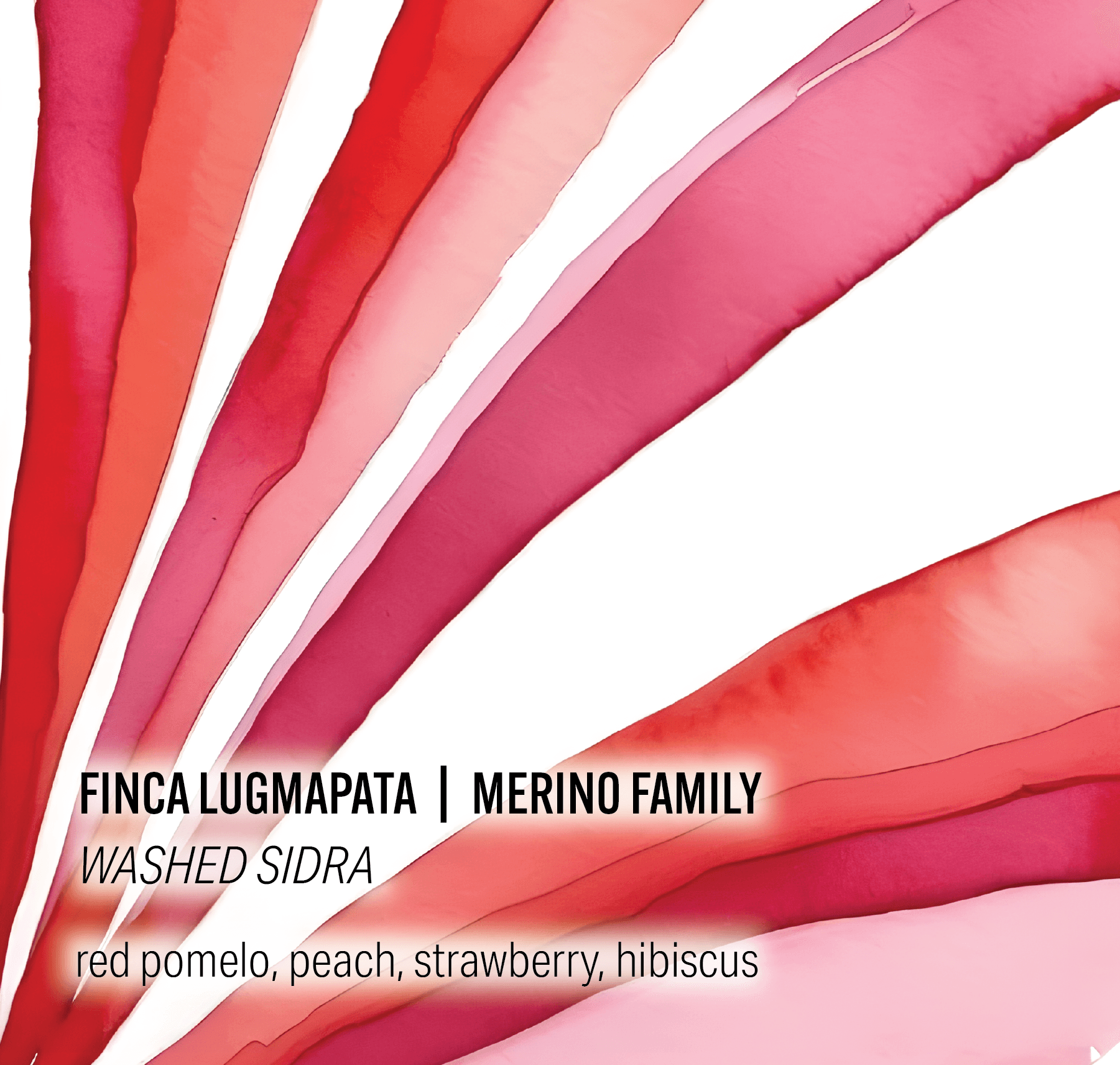 Merino Family Finca Lugmapata - Washed Sidra - Ecuador