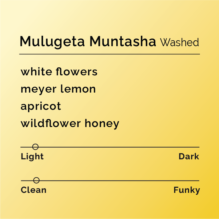 Mulugeta Muntasha Washed