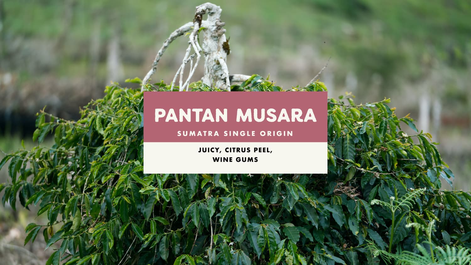 Pantan Musara Sumatran Washed