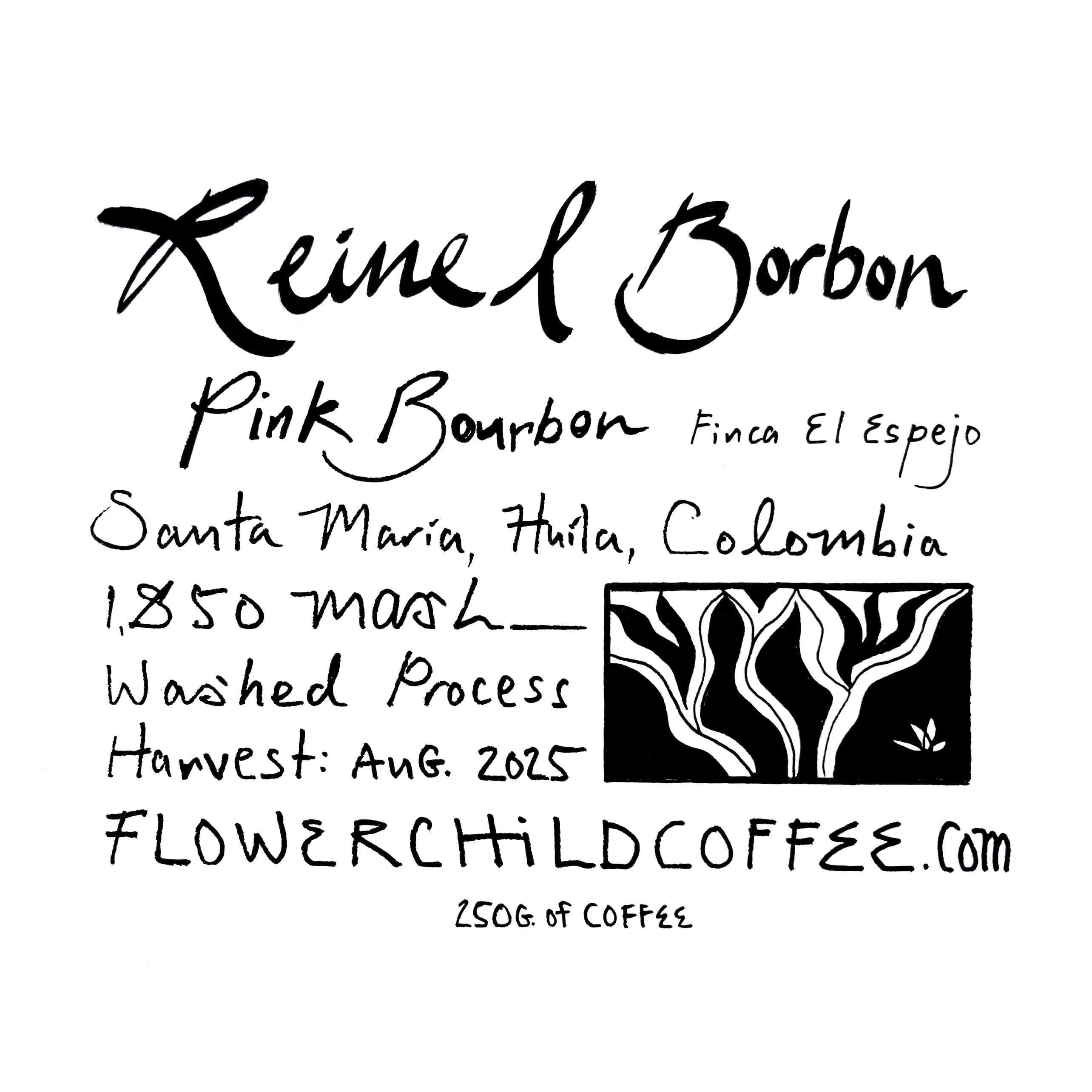 Reinel Borbon's Rosado