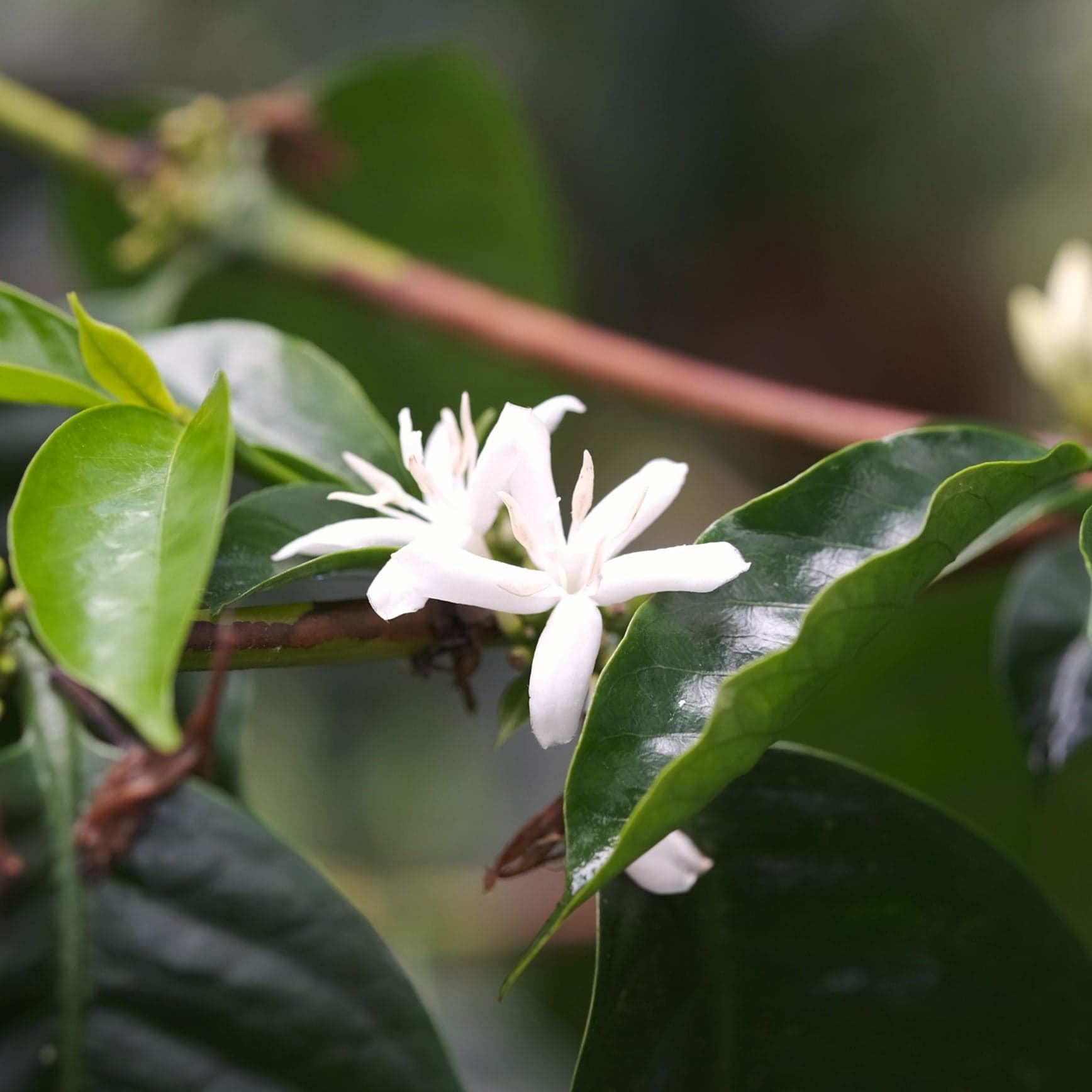 Sidra - Washed "Ritacuba Blanco Peak" - Potosi, Cafe Granja La Esperanza