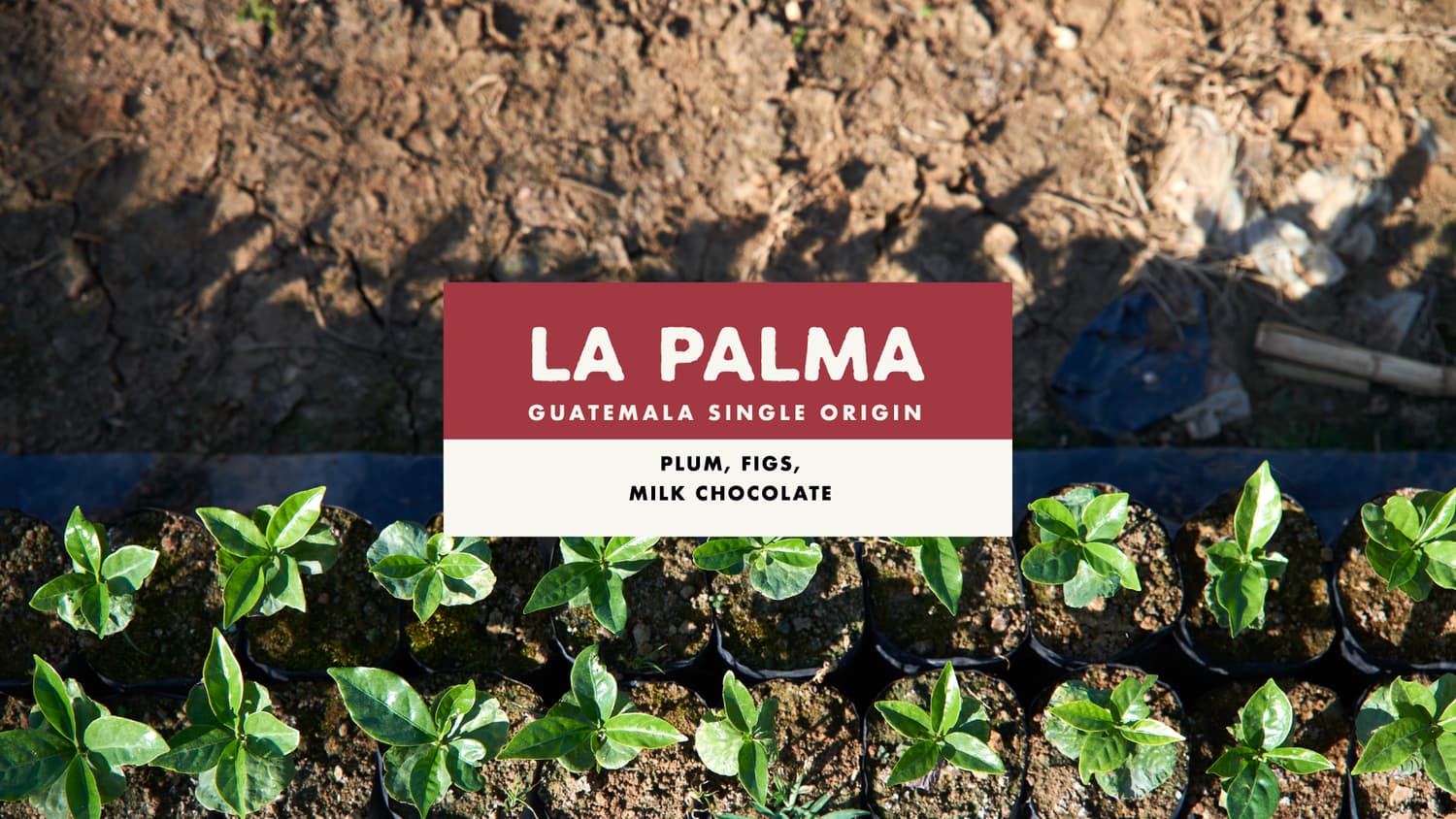 Single Origin Washed Process Guatemalan Coffee