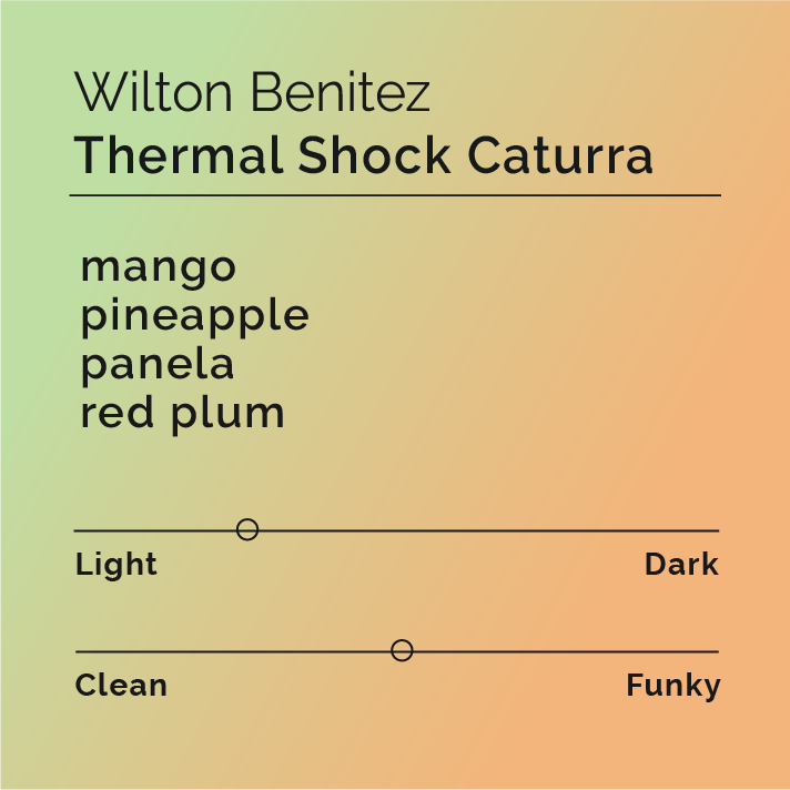 Wilton Benitez Thermal Shock Caturra